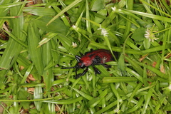 Coraliomela aeneoplagiata