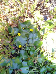 Nymphoides thunbergiana