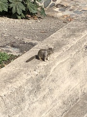 Otospermophilus beecheyi