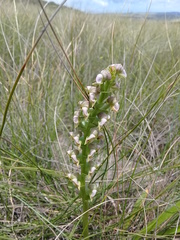 Disperis renibractea