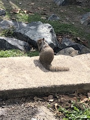 Otospermophilus beecheyi