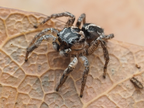 Habronattus viridipes photo 2