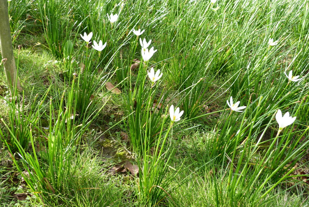 Fotos de Azucena del Río (Zephyranthes candida) · NaturaLista Mexico