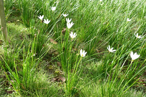Zephyranthes candida