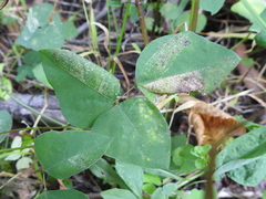 Macrosaccus morrisella