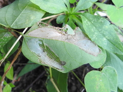 Macrosaccus morrisella