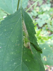 Leucospilapteryx venustella