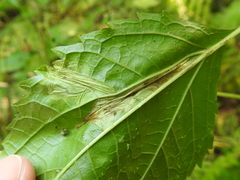 Leucospilapteryx venustella