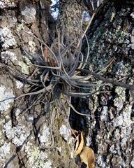 Tillandsia lepidosepala