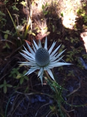 Eryngium proteiflorum