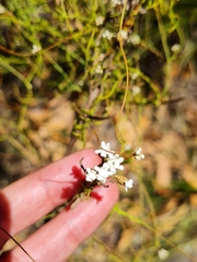 Cassytha glabella dispar