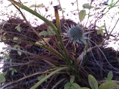 Eryngium proteiflorum