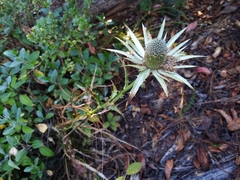 Eryngium proteiflorum