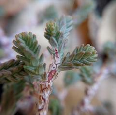 Sedum moranense