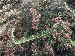 Ozothamnus secundiflorus