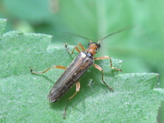 Oedemera amurensis