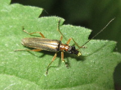 Oedemera amurensis