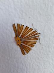 Pityeja histrionaria