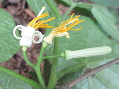 Alangium platanifolium