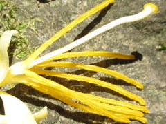 Alangium platanifolium