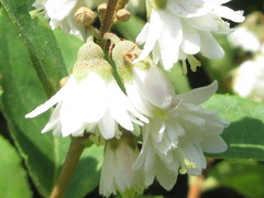Deutzia crenata