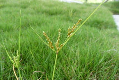 Cyperus