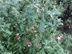 Olearia megalophylla