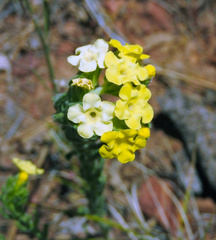 Lithospermum cobrense
