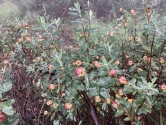 Pimelea ligustrina ciliata