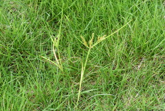 Cyperus