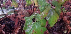 Rubus ursinus macropetalus