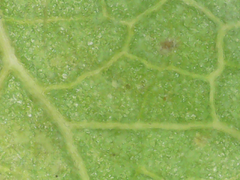 Rubus ursinus macropetalus