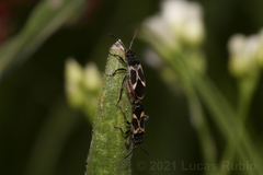 Ochrimnus cinctipennis