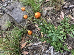 Xerochrysum subundulatum