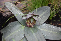 Eucomis schijffii