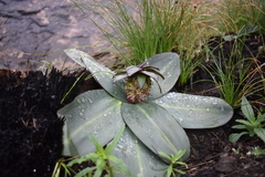 Eucomis schijffii