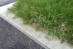 Zoysia