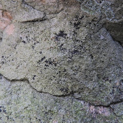 Circinaria caesiocinerea
