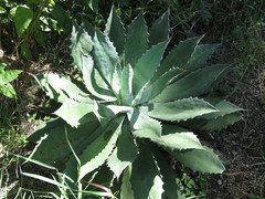 Agave guadalajarana