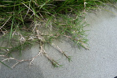 Zoysia