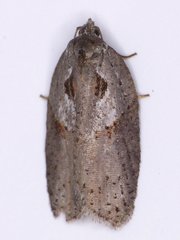 Acleris maculidorsana