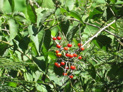 Solanum dulcamaroides