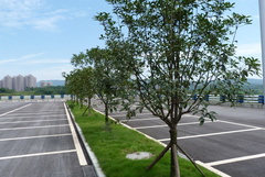 Osmanthus fragrans