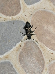 Calydon submetallicum