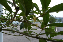 Osmanthus fragrans