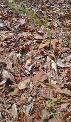 Piptochaetium avenaceum