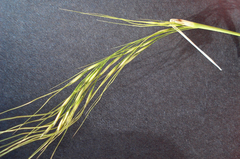 Piptochaetium avenaceum