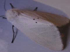 Spilarctia seriatopunctata