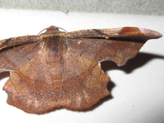 Fascellina chromataria