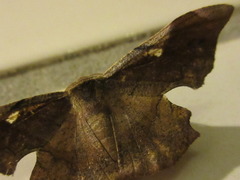 Fascellina chromataria